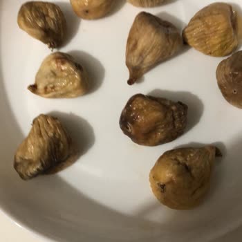 İncircibey İncirlerin Boyutu Yanıltıcı