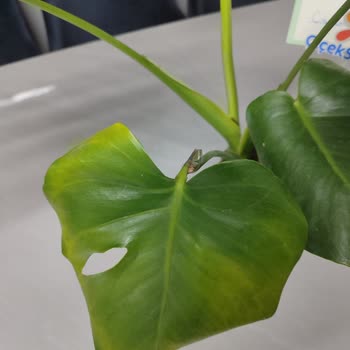 ÇiçekSepeti Hasarlı Ürün Gönderimi