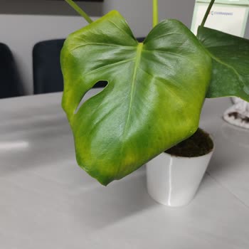 ÇiçekSepeti Hasarlı Ürün Gönderimi