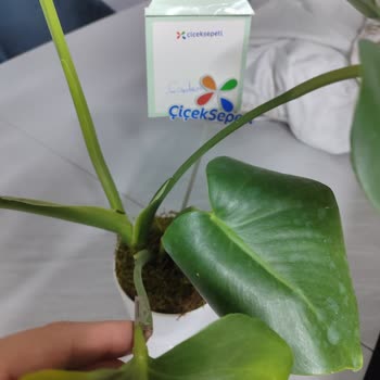 ÇiçekSepeti Hasarlı Ürün Gönderimi