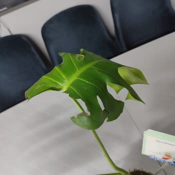 ÇiçekSepeti Hasarlı Ürün Gönderimi