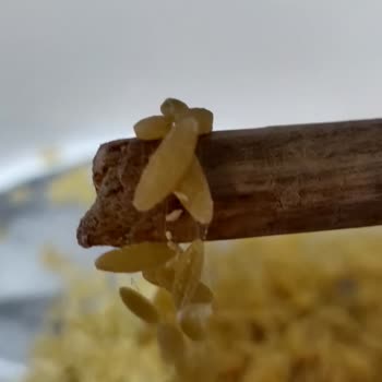 BİM Arpa Şehriye Örümcek Ağı, Larva, Kelebek!