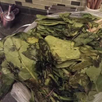 A101 Kapında Çürümüş Sebze Teslim Etti