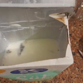 Sek Süt Bozuk Sut Üretimi