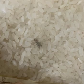 Tat Bakliyat Pirincin Böceklenme Kurtlanması