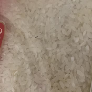 Tat Bakliyat Pirincin Böceklenme Kurtlanması