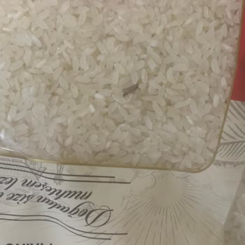 Tat Bakliyat Pirincin Böceklenme Kurtlanması