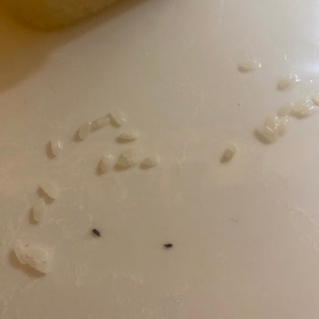 Yayla Bakliyat Yayla Pirinç Böcek Çıkması