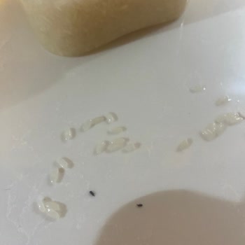 Yayla Bakliyat Yayla Pirinç Böcek Çıkması