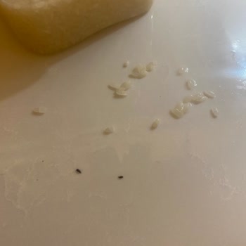 Yayla Bakliyat Yayla Pirinç Böcek Çıkması