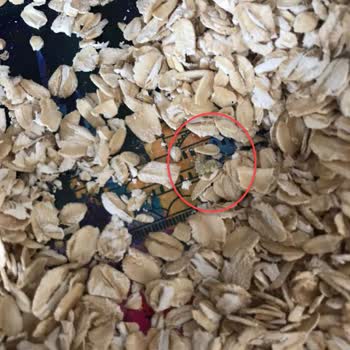 Makarna Lütfen Organik Bebek Ürünlerinden Böcekli Yulaf