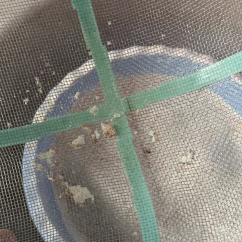 Carrefour'da Aldığım Un Kurtlu Çıktı