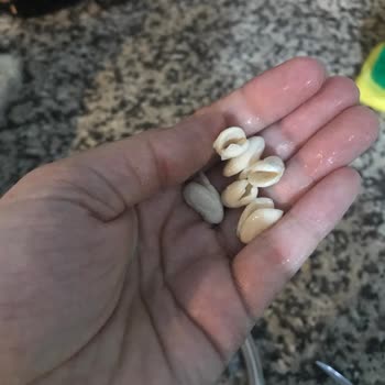 Duru Dermason Fasulye Hayal Kırıklığı