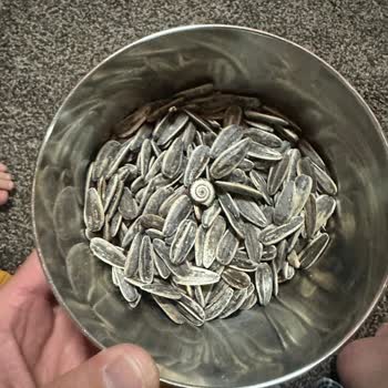 Çerezya Dakota Çekirdekten Salyangoz Çıktı