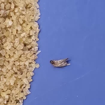 Reis Gıda Reis Köftelik Bulgur İçerisinden Böcek Çıktı!