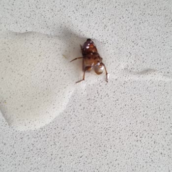 Tukaş Böcekli Bezelye Konservesi