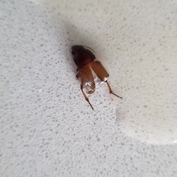 Tukaş Böcekli Bezelye Konservesi