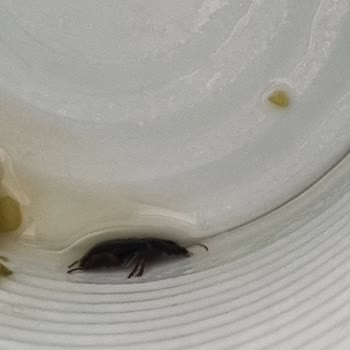 Tukaş Böcekli Bezelye Konservesi