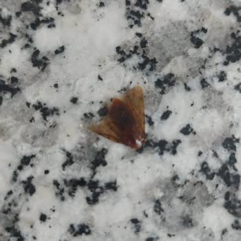 A101 Üründe Haşere Çıkması