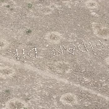 Yenimahalle Belediyesi Park Bahçe Bakımları Kuruyan Ağaçlar