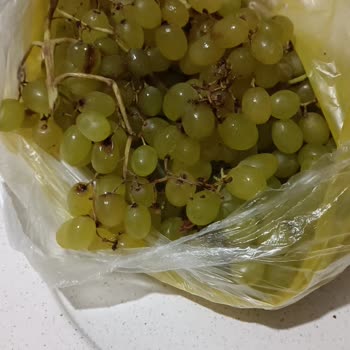 Migros Çöp Gönderdiler, Kaya Gönderdiler