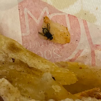 Mahsun Usta Dürümün İçinden Sinek Çıktı