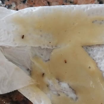 Sinangil Un Böceklenmesi Ve Müşteri Hizmetlerinin İlgisizliği