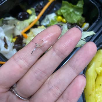 Tavuk Dünyası Salata İçinden Tel Çıktı