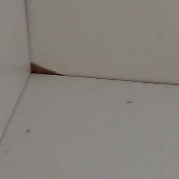 Oğuz Ev Concept Oguz Ev Konsept Ayıplı Ürün