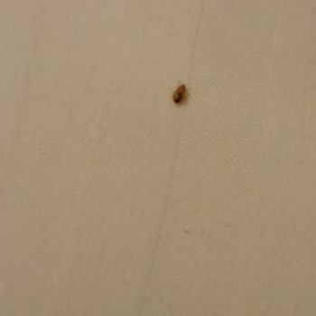 Taç Otelde Tahta Kurusu