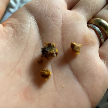 Çerezya Soslu Mısırdan Odun Parçası Cıktı