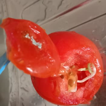 Alo 174 Gıda Hattı A101'nin Gönderdiği Bozuk Ürünler Ve İnsan Sağlığıyla Oynaması