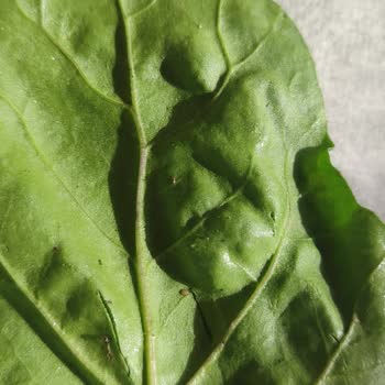 Çiğli Pide & Kebap & Çorba'nın Pidenin Yanında Gönderilen Yeşillik Böcekli