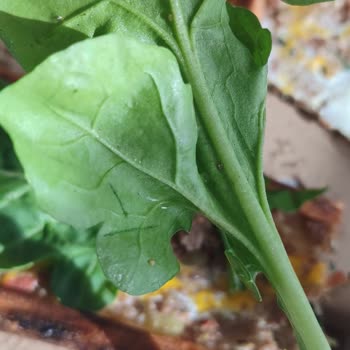 Çiğli Pide & Kebap & Çorba'nın Pidenin Yanında Gönderilen Yeşillik Böcekli