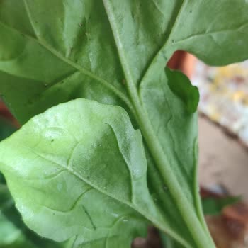 Çiğli Pide & Kebap & Çorba'nın Pidenin Yanında Gönderilen Yeşillik Böcekli