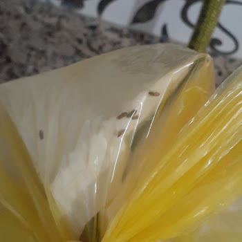 Şok Market Böcekli Un