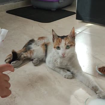 İBB Ve Arnavutköy Belediyesi Sokak Hayvanları İle İlgili Saçmalığı