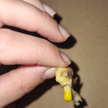 Pizza Time Mamak Şube Pizzadan Kıl Çıktı!