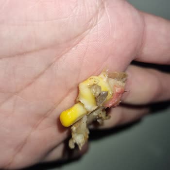 Pizza Time Mamak Şube Pizzadan Kıl Çıktı!