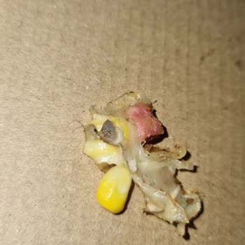 Pizza Time Mamak Şube Pizzadan Kıl Çıktı!