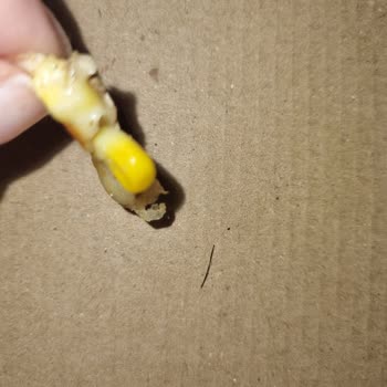 Pizza Time Mamak Şube Pizzadan Kıl Çıktı!