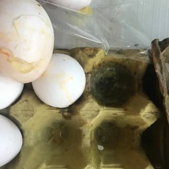 Türem Yumurtanın Bozuk Ve Kokuyor
