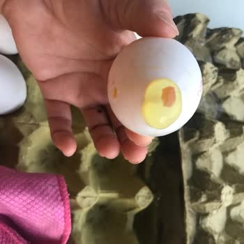 Türem Yumurtanın Bozuk Ve Kokuyor