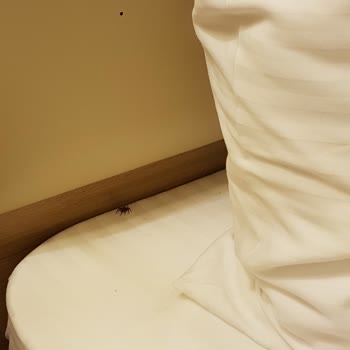 Kaya İzmir Thermal & Convention Çok Fazla Böcekli Odalar