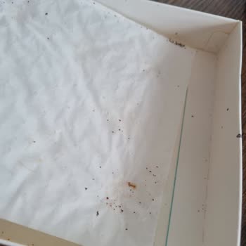 Bolçi Kurtlu Çikolata