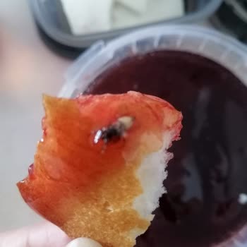 Sevim Ana Unlu Mamuller Reçelden Sinek Çıkması