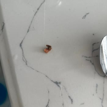 Migros'tan Aldığım Peynir İçinden Çıkan Garip Şey