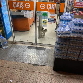 Biçen Market Bir Market Mağazasında Kedi Besleniyor