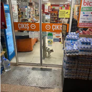 Biçen Market Bir Market Mağazasında Kedi Besleniyor