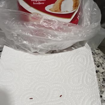 Filiz İrmiğin İçinden Böcek Çıkması